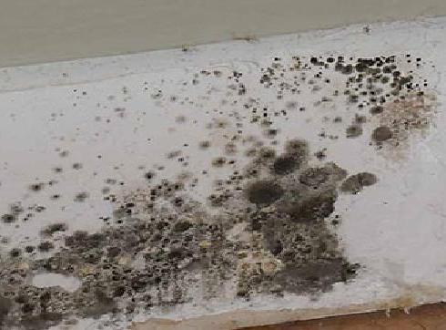 Toxic Black Mold