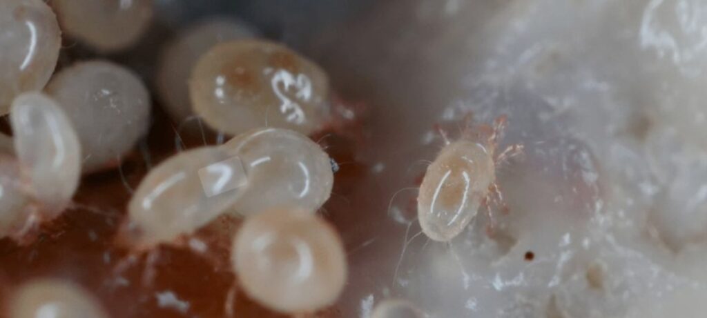 Microscopic Dust Mites